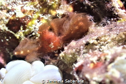 Orang-utang Crab - Achaeus japonicus by Jimmela Sabanate 